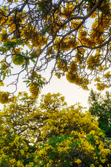 Fototapeta premium Beautiful blooming Yellow Golden trumpet tree or Tabebuia aurea roadside of the Yellow that are blooming with the park in spring day in the garden and sunset sky background in Thailand.