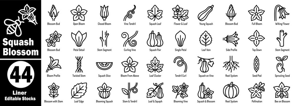 Squash blossom liner editable stocks. Agriculture and nature design elements with a variety of leaves and flowers outline vector illustration.