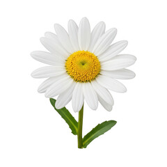 Fototapeta premium A delicate daisy flower with bright yellow center and white petals