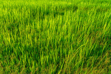 Obraz premium Scenic view landscape of Rice field green grass with field cornfield or in Asia country agriculture harvest with fluffy clouds blue sky sunset evening background.