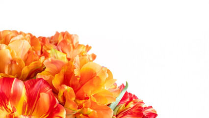 Orange tulip flowers petals macro in corner with copy space, minimal spring floral background for greeting card, banner or invitation design  © Silga