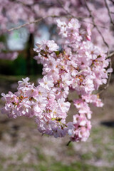 Obraz premium Vertical arrangement of soft pink sakura petals exudes serene springtime beauty and grace