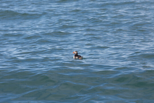 puffin on the sea