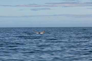 Naklejka premium humpback whale tail