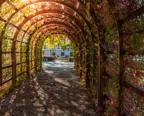 Fototapeta premium Sunlight filters through autumn leaves