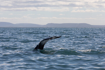 Fototapeta premium whale fin