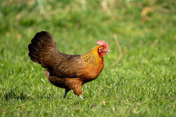  free range hen chicken. Chicken in the grass. The chicken is a chicken with a brown neck, and lays around 300 eggs per year © LDC
