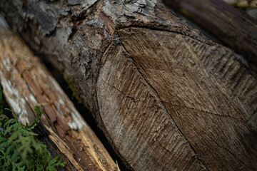 Struktura dzrewa © FotoJoker