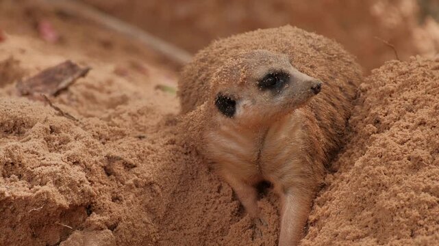 Closeup of meerkat engaging in natural behaviors