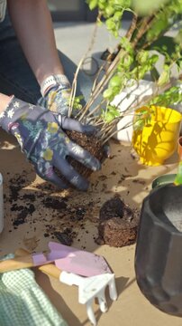 Woman in gloves holding basil root ball with exposed roots, soil and gardening tools. Concept of plant care and repotting process