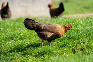 Fototapeta premium free range hen chicken and rooster. Chicken in the grass. The chicken lays around 300 eggs per year