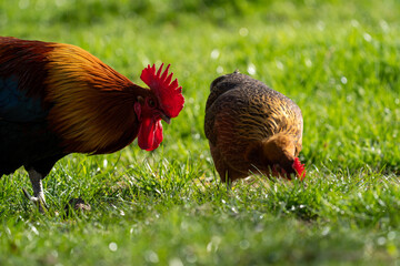  free range hen chicken and rooster. Chicken in the grass. The chicken lays around 300 eggs per year © LDC