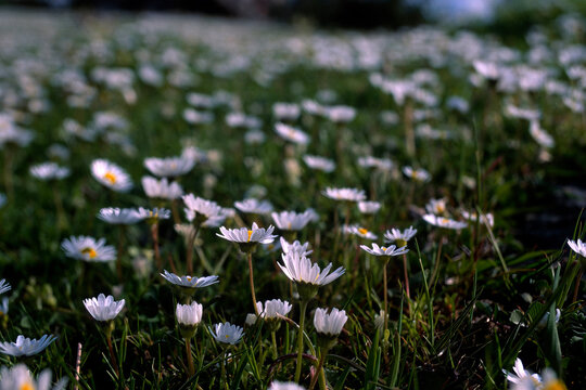 field of flowers Prato con margherite (Bellis perennis)   Alghero, Sardegna, Italia. Greengrass with daisies