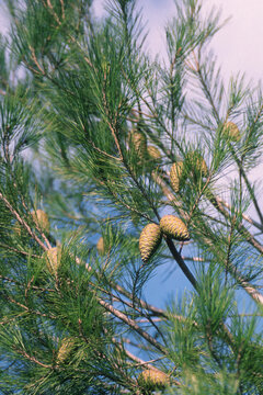  Aleppo pine (Pinus halepensis), which is a conifer native to the Mediterranean region. Strobili di conifera (pigne). Alghero, sardegna, Italia
