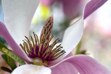 Stempel einer welkenden Magnolienblüte
