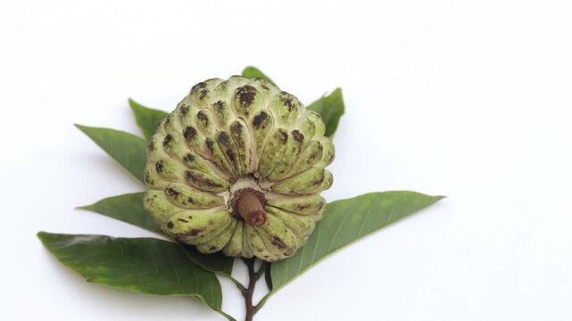 Closeup of Custard Apple or Sweetsop with Leaves Isolated and Rotating on White Background with Copy Space, Also Known as Sugar Apple