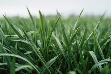 Obraz premium Dense green grass blades viewed from a low ground level perspective with soft focus background highlighting freshness and natural growth in open field