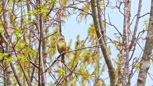 Carolina wren chirping loudly in budding eastern redbud tree in a sunny spring day. 
