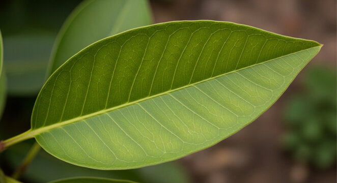 Green Leaf Closeup Natural.