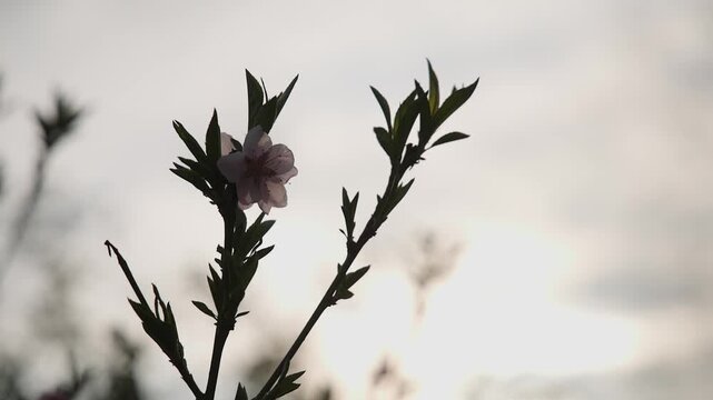 Peach tree Prunus persica pink blossoms blooming on a branch in spring, gently moving in soft natural light with a blurred green background, capturing fresh seasonal growth and delicate floral beauty.