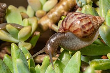 African snail, details of an African snail specimen walking on the foliage of a succulent, in a garden in Brazil, selective focus. © Milton Buzon