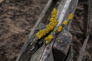 Mchy i porosty © FotoJoker