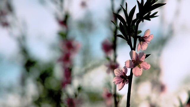 Peach tree Prunus persica pink blossoms blooming on a branch in spring, gently moving in soft natural light with a blurred green background, capturing fresh seasonal growth and delicate floral beauty.