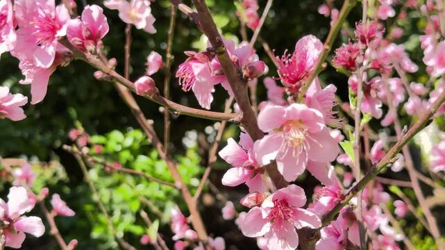 Abundant pink peach blossoms on a branch swaying gently in the breeze on a sunny spring day, with lush green foliage creating a soft, out of focus background for the beautiful floral display
