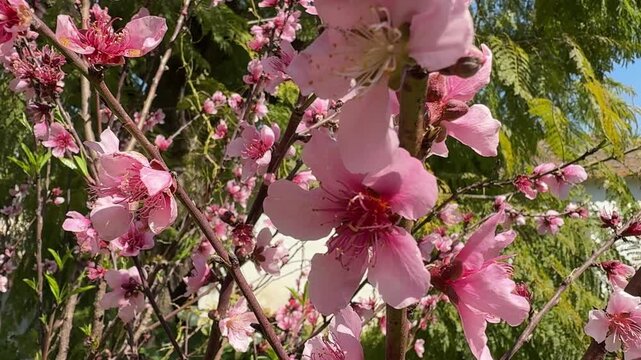 Delicate pink peach tree blossoms flowering on branches swaying gently in the breeze during a sunny spring day in a lush garden, representing the beauty and freshness of the new season