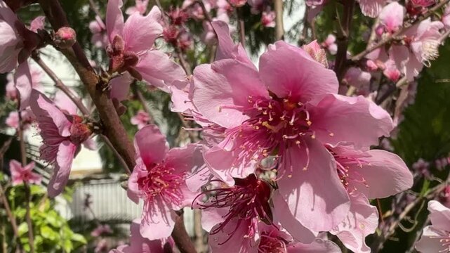 Beautiful pink peach blossoms gently swaying on a branch in the warm spring sunlight. The delicate flowers create a vibrant and serene display of nature's awakening in a lush garden