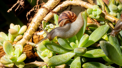 African snail, details of an African snail specimen walking on the foliage of a succulent, in a garden in Brazil, selective focus. © Milton Buzon