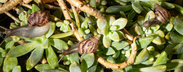 African snail, details of an African snail specimen walking on the foliage of a succulent, in a garden in Brazil, selective focus. © Milton Buzon