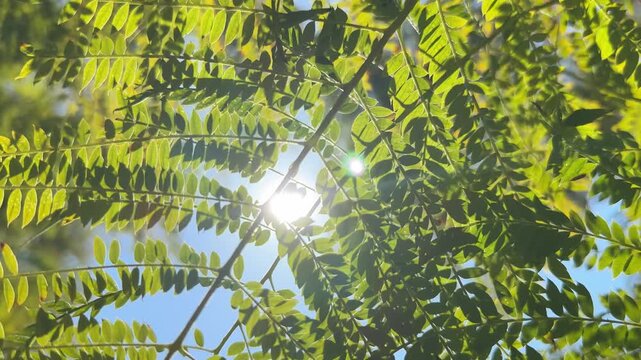 Fresh green leaves on a tree branch swaying in the wind, with bright sunlight shining through the foliage against a clear blue sky, creating a beautiful and peaceful natural background