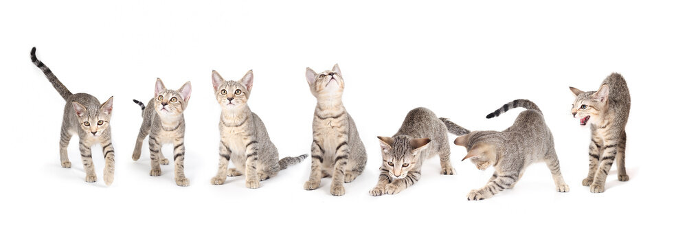 Isolated kitten in different poses. Adorable set of same cat in multiple views. Walking, sitting, playing and hissing. 3 months old, female short hair cat, gray ticked tabby. Selective focus.