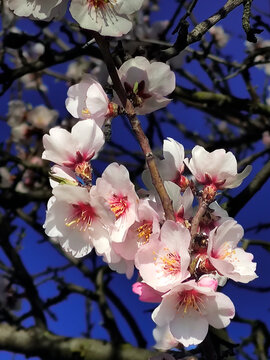 Almendro en flor