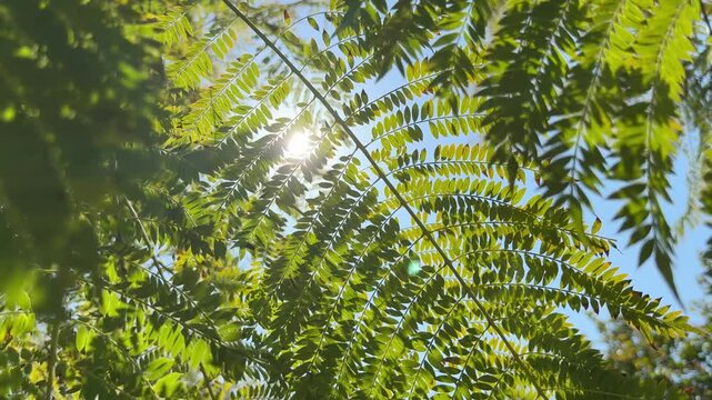 Sunlight shining through fresh green leaves of a jacaranda tree swaying gently in the wind against a clear blue sky, creating a beautiful and peaceful natural background