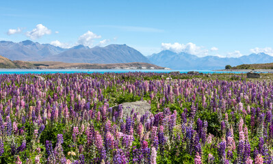 Fototapeta premium lake tekapo