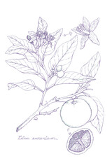 Hand-drawn botanical illustration of Bellis perennis flowers and leaves on white background © Tanvir somon