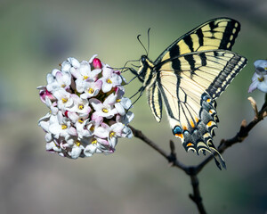 An Eastern Tiger Swallowtail butterfly nectaring on Viburnum © Terry B