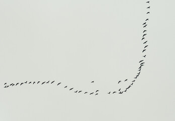 Obraz premium A flock of birds flying in a loose V-shaped formation across a cloudy gray sky, capturing migration and group movement in nature