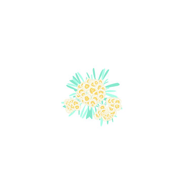 edelweis flower 