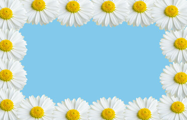Fototapeta premium Chamomile flowers in a frame on a blue background.