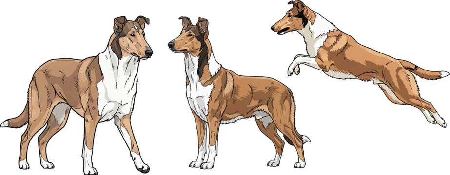 Smooth Collie dog standing side profile walking jumping pose set