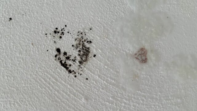 Extreme close up shot showing the process of cleaning and removing black mold and rust stains from a damp, textured white wall surface using a specialized anti fungal cleaning product