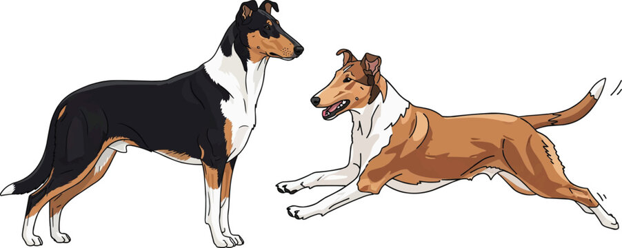 Smooth Collie dog standing side profile running cheerful pose set