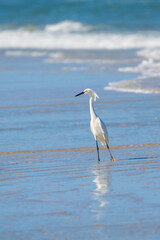Obraz premium Snowy Egret