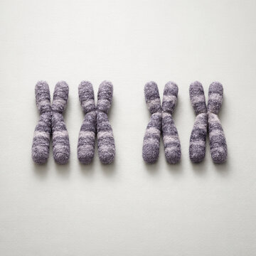 Haploid and Diploid Chromosome Set Comparison