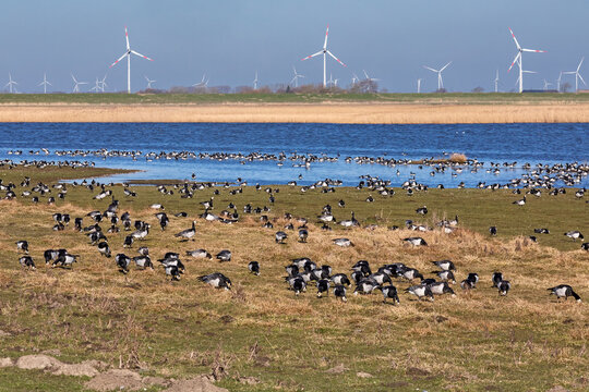 Hauke-Haien-Koog in Nordfriesland, Schleswig-Holstein, Deutschland mit rastenden Wei&szlig;wangeng&auml;nsen (Branta leucopsis, barnacle goose), Vogelzug im Fr&uuml;hling.