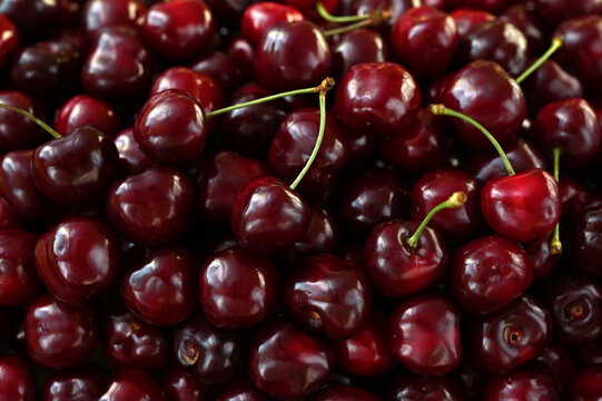Full frame close-up of ripe dark red cherries texture