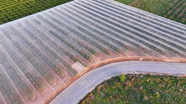 Aerial view of citrus orchard under shade net structure, using mesh canopy for solar control, pest exclusion and microclimate management without greenhouse heat retention